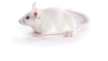 洋書 The Mouse in Biomedical Research 3 The Mouse in Biomedical Research | ScienceDirect
